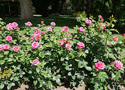Rosen in Bad Langensalza