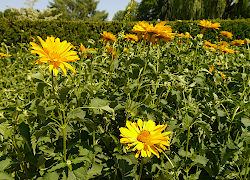 Blumen im Erfurter egapark