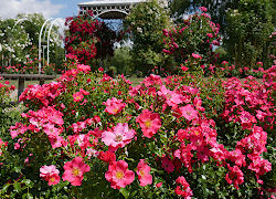 Rosen im Rosarium