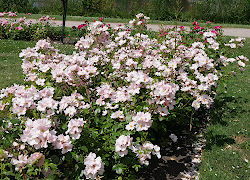 Rosen im Rosarium