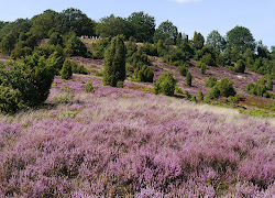 Lüneburger Heide